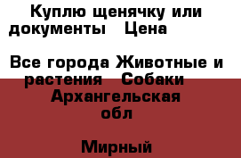 Куплю щенячку или документы › Цена ­ 3 000 - Все города Животные и растения » Собаки   . Архангельская обл.,Мирный г.